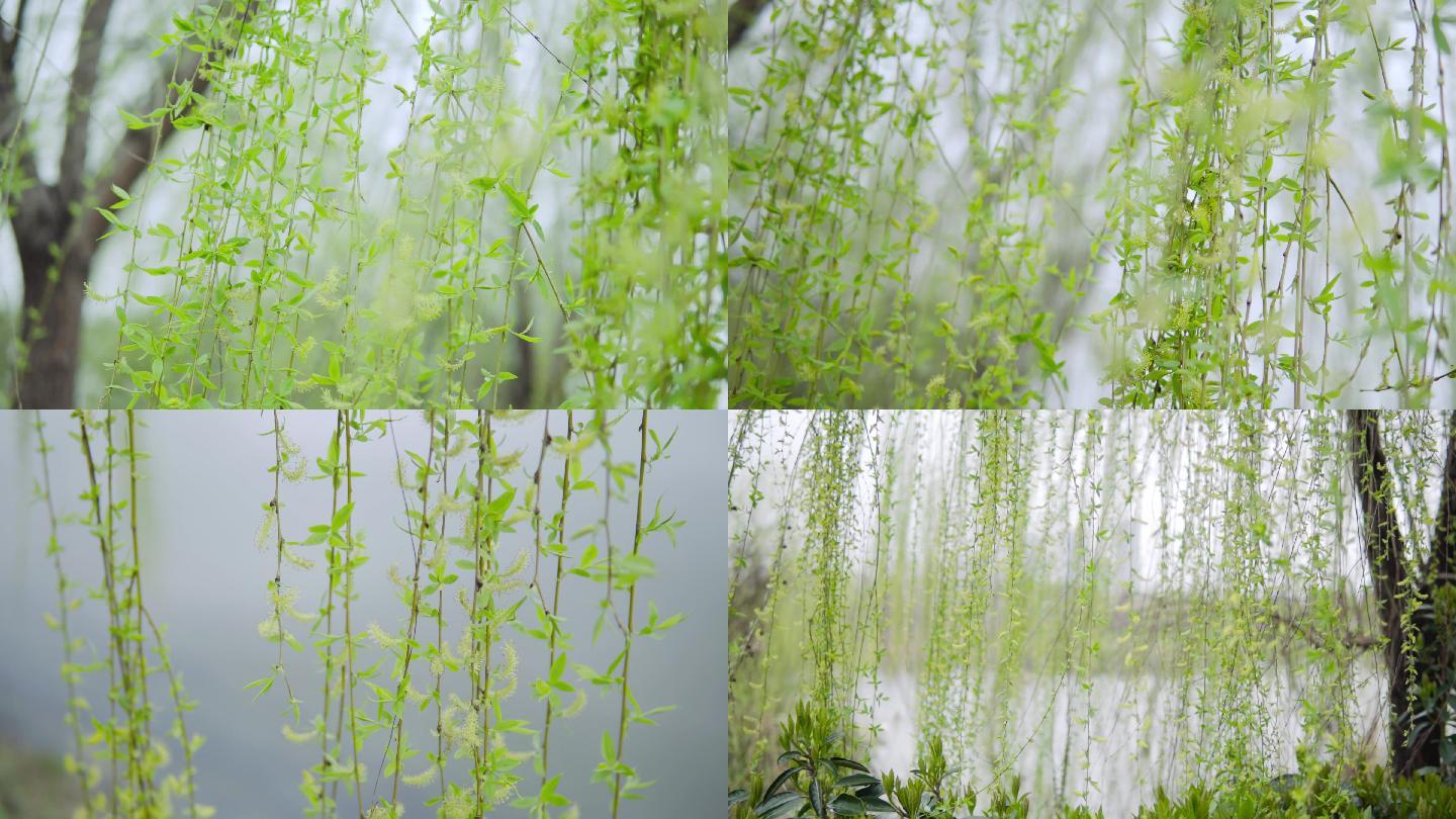 春芽,柳树发芽