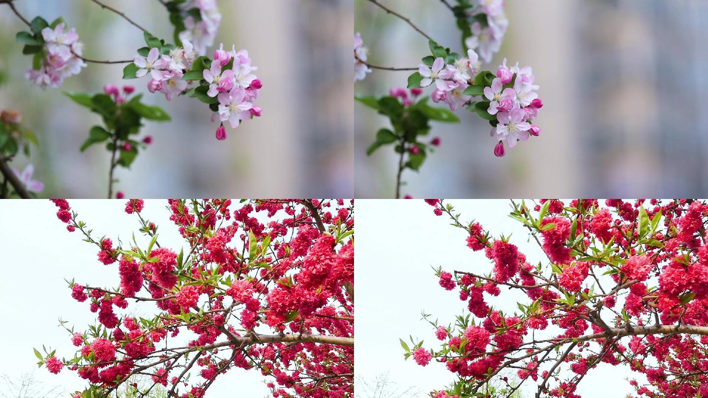 桃花迎春花春天的花城市美景视频