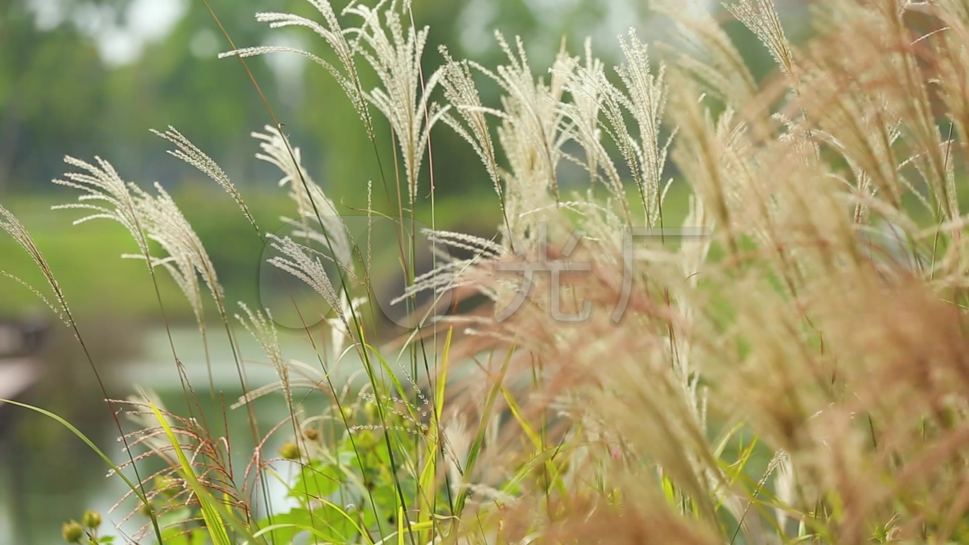 小清新丝茅草实拍