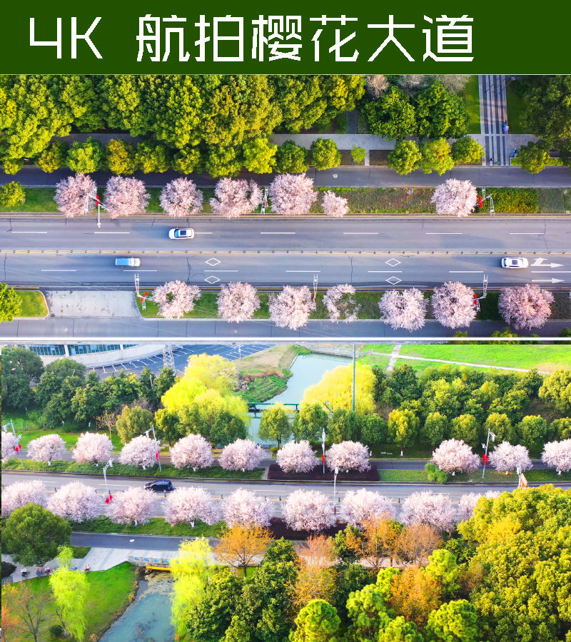 春天城市樱花公路航拍
