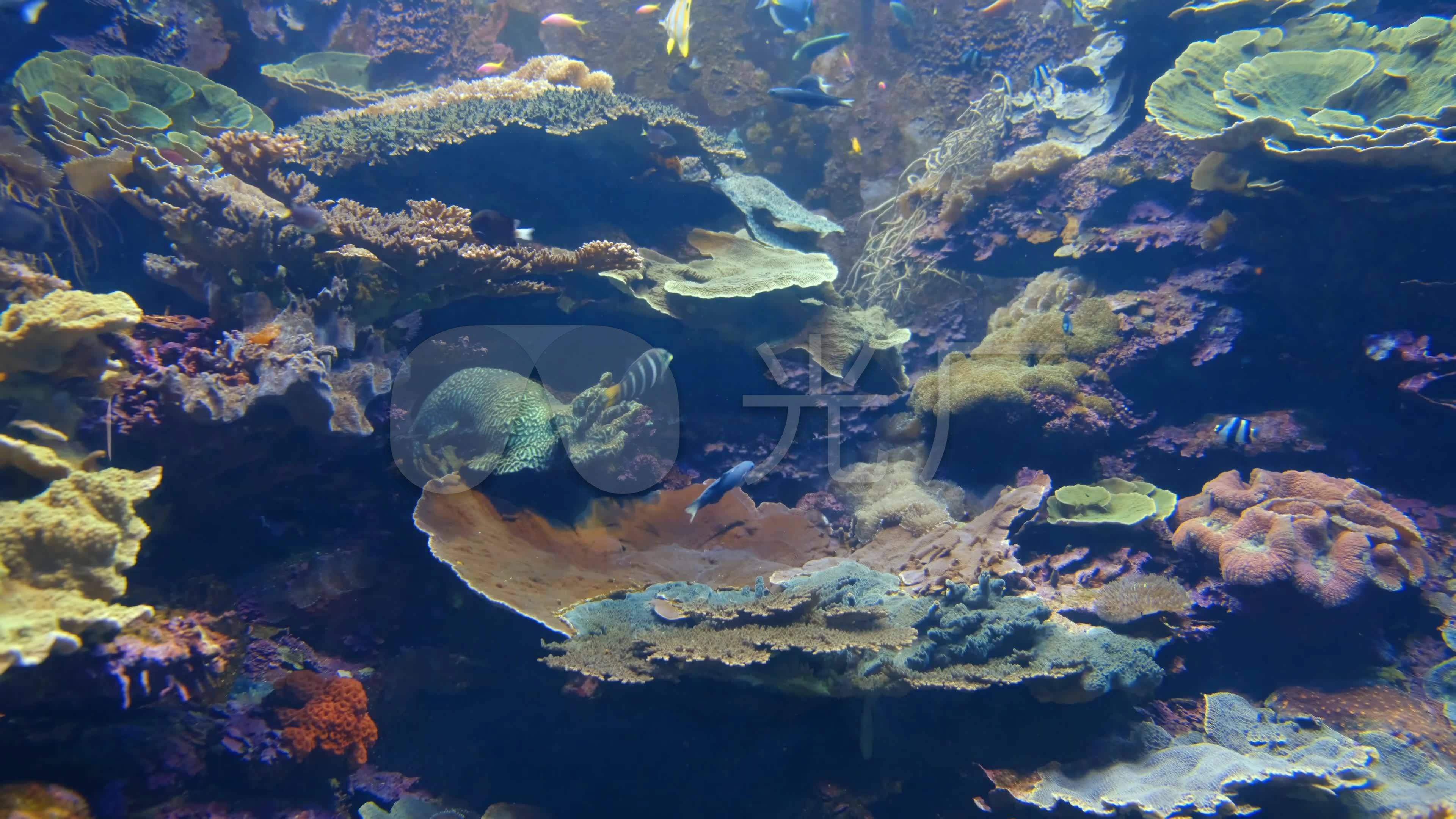 海底世界海底礁石_3840x2160_高清视频素材下载(编号