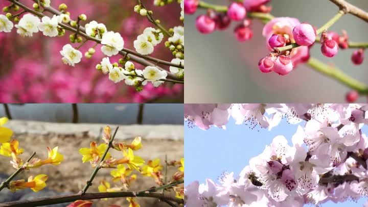 春天鲜花春色美景素材