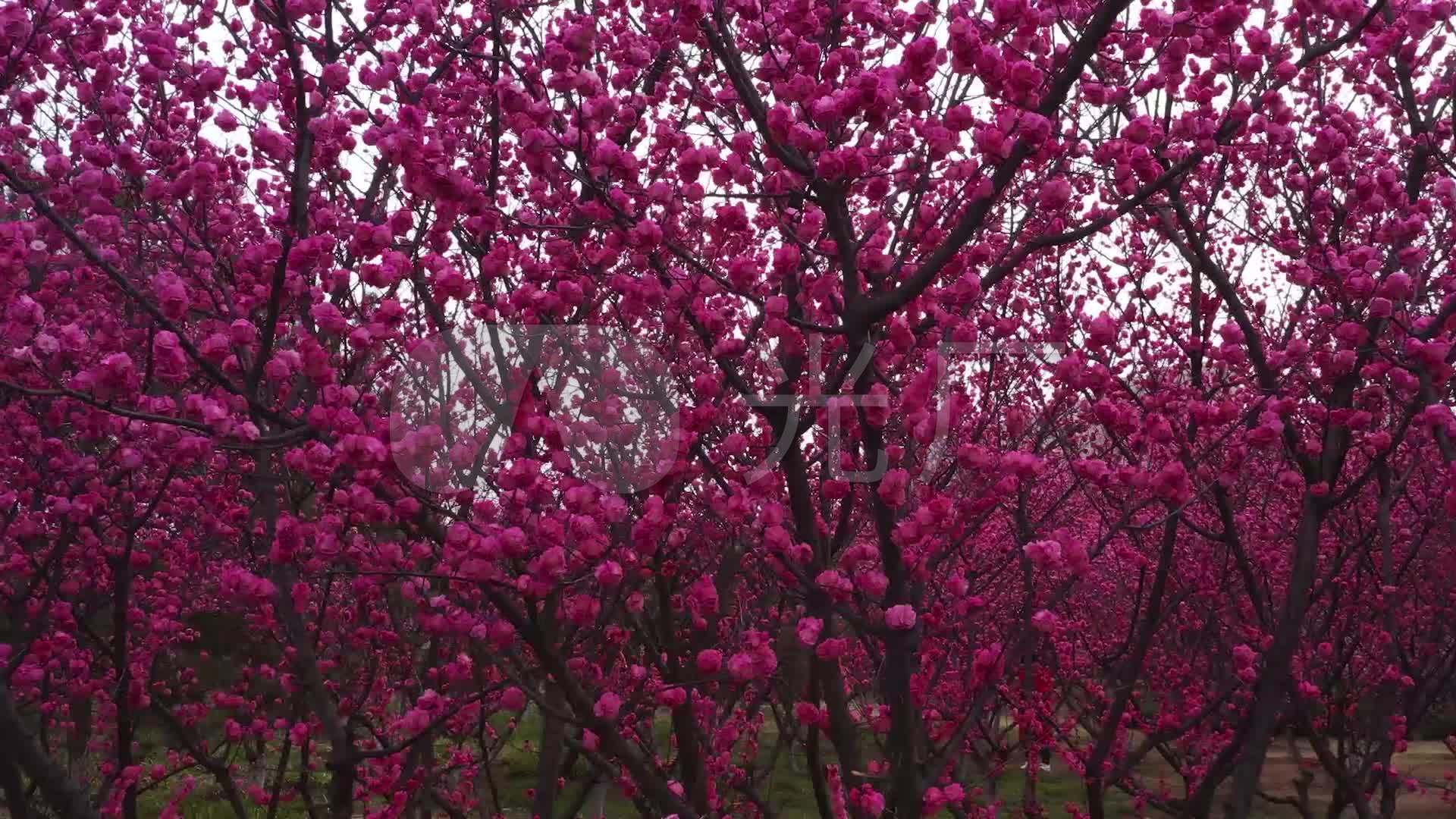 春暖花开 凤凰河 公园 花海 樱花