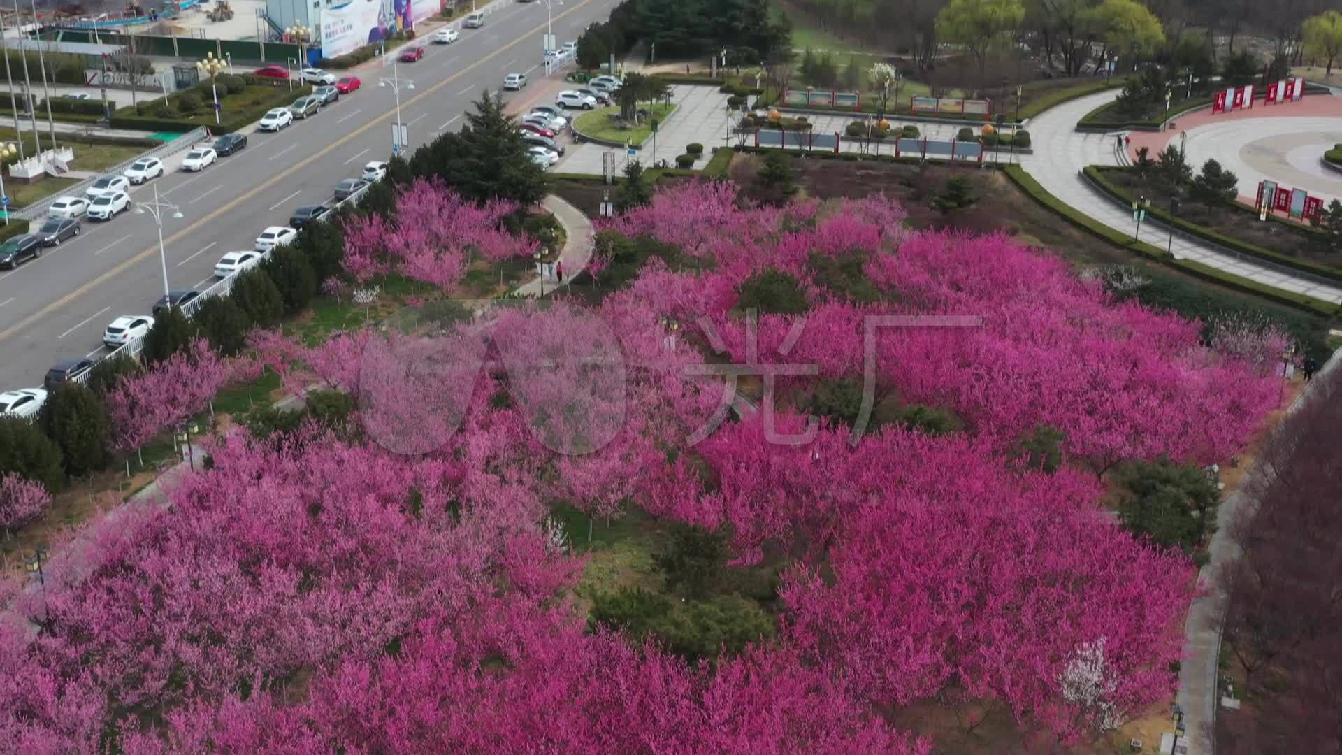 春暖花开 凤凰河 公园 花海 樱花