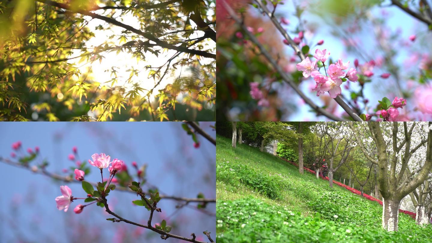 春天百花盛开_1920x1080_高清视频素材下载(编号:4434151)_实拍视频