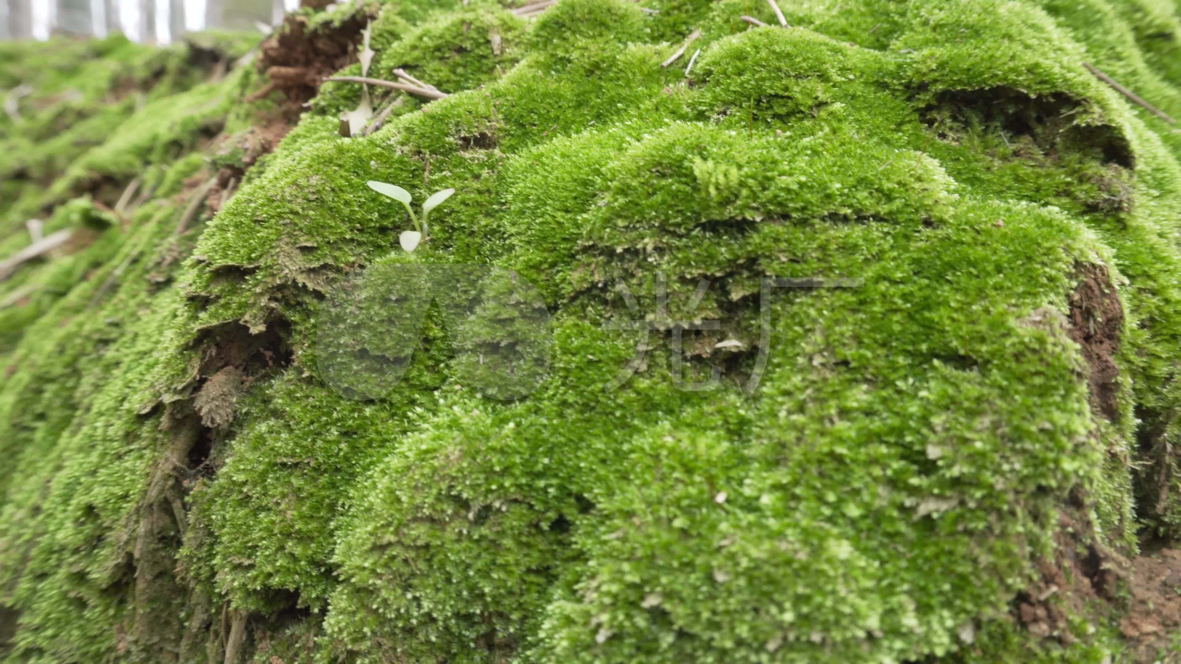 青苔,苔藓_3840x2160_高清视频素材下载(编号:4437479