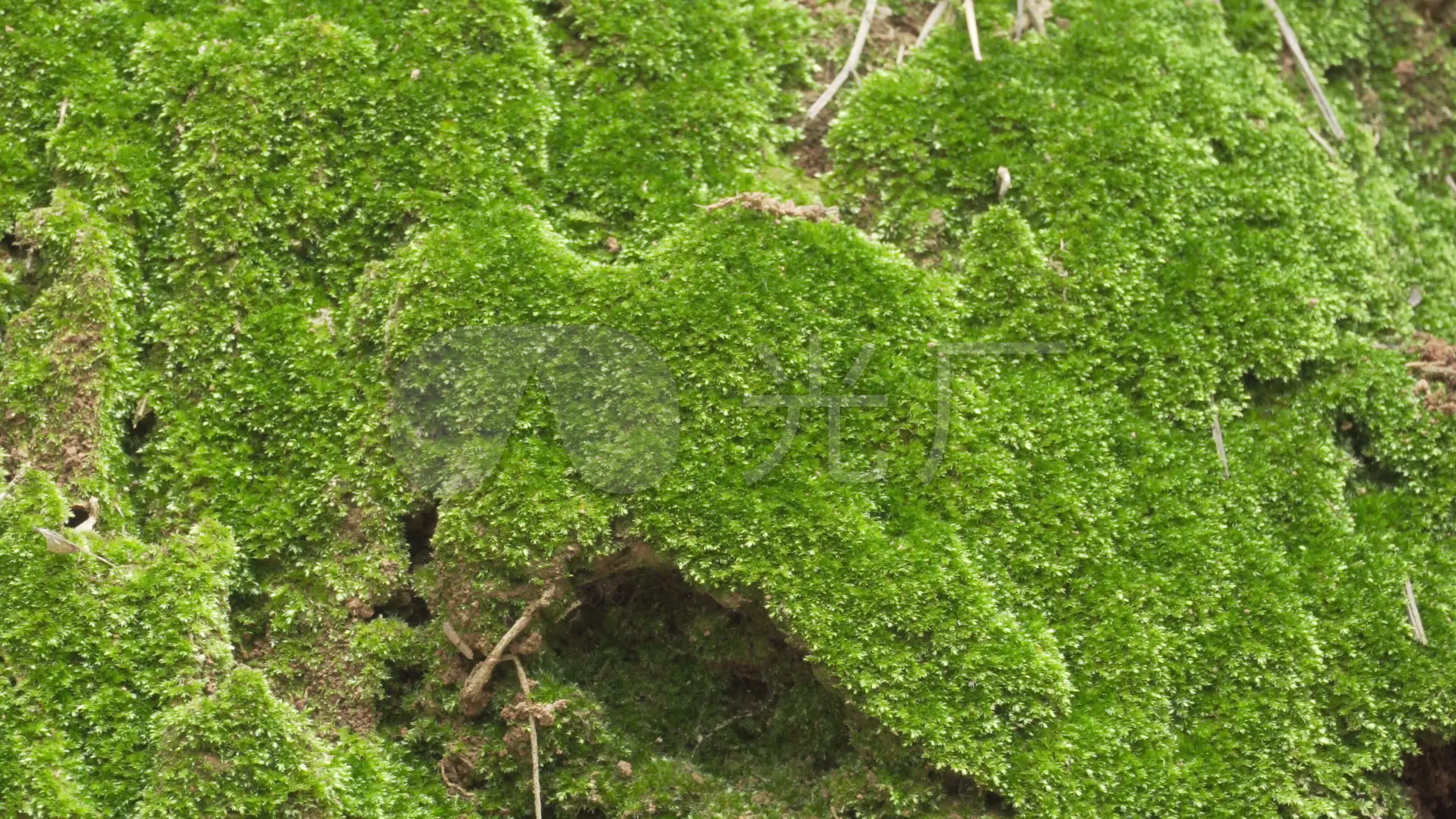 青苔,苔藓_3840x2160_高清视频素材下载(编号:4437479