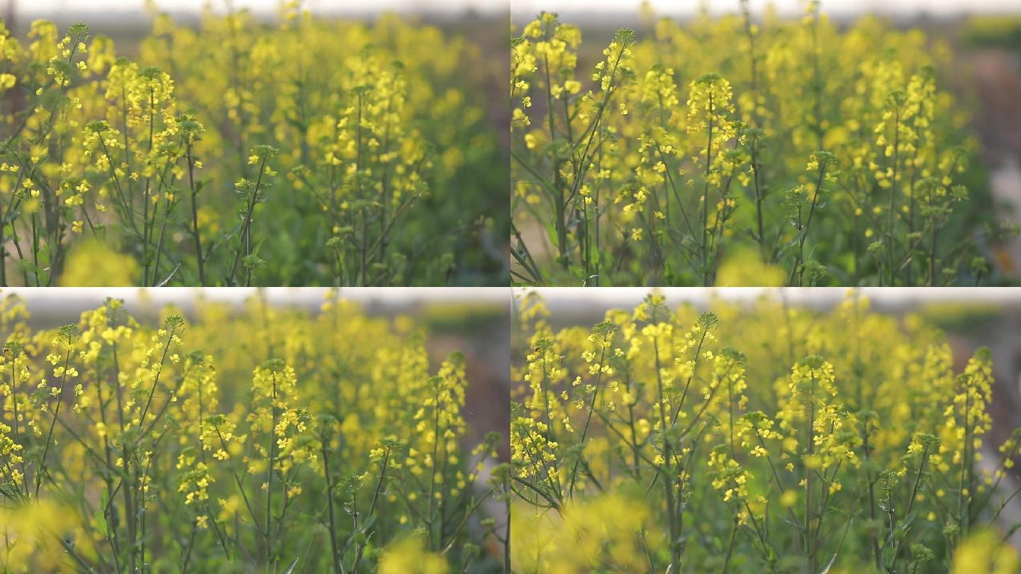 油菜花虚实变化间 四倍的慢动作镜头 看得见蜜蜂煽动着翅膀在忙碌