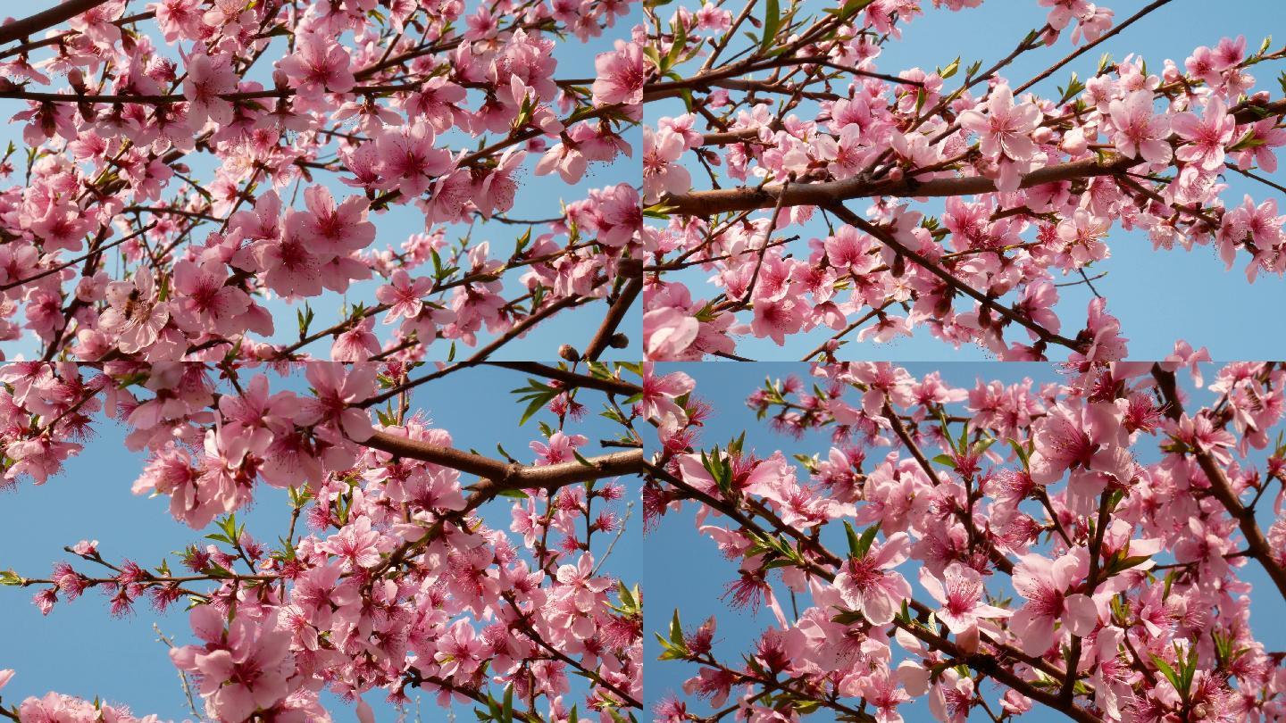 4k原创实拍春天桃花盛开风景,满园春色桃花实景,满树繁花花开--春季