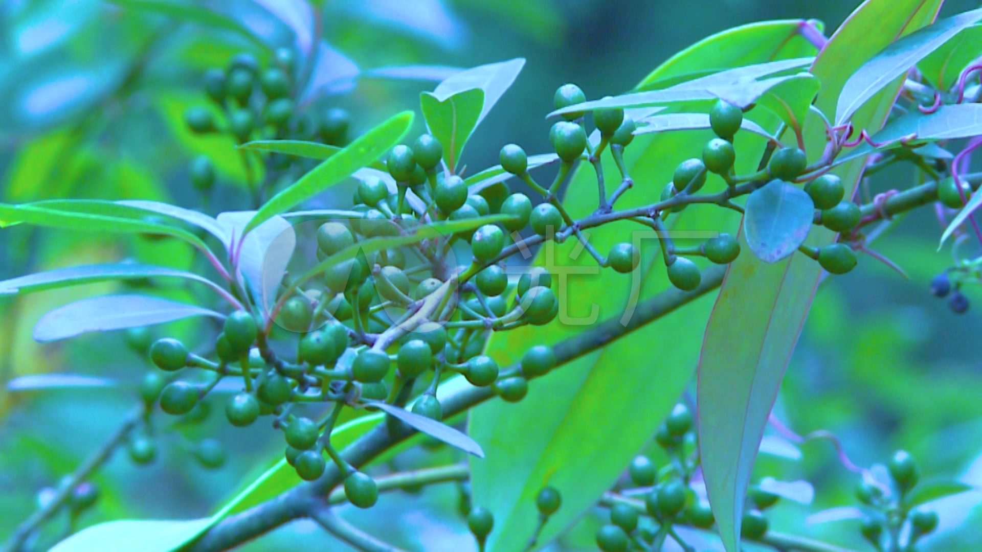 山苍籽树林