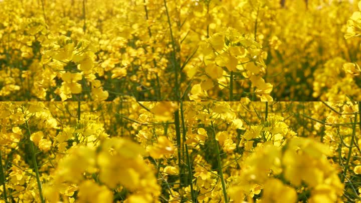 4k原创实拍春天油菜花盛开,阳光照耀下春风吹花朵摇摆,花枝摇曳