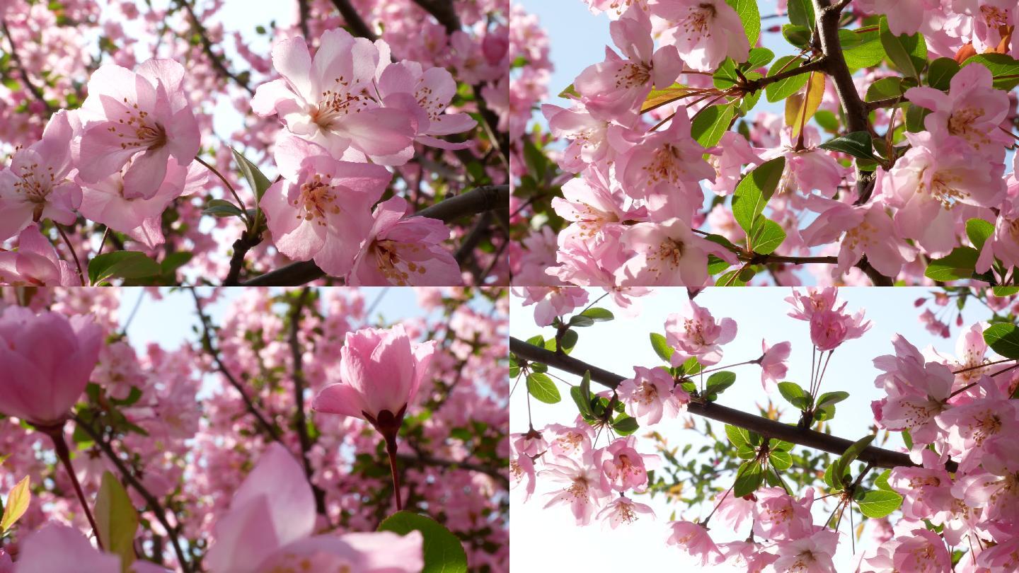 键盘左右键也可以翻页哟画质举报 樱花樱花树樱花枝阳光樱花樱花花朵