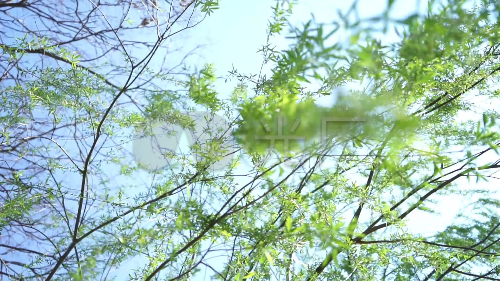 柳树叶