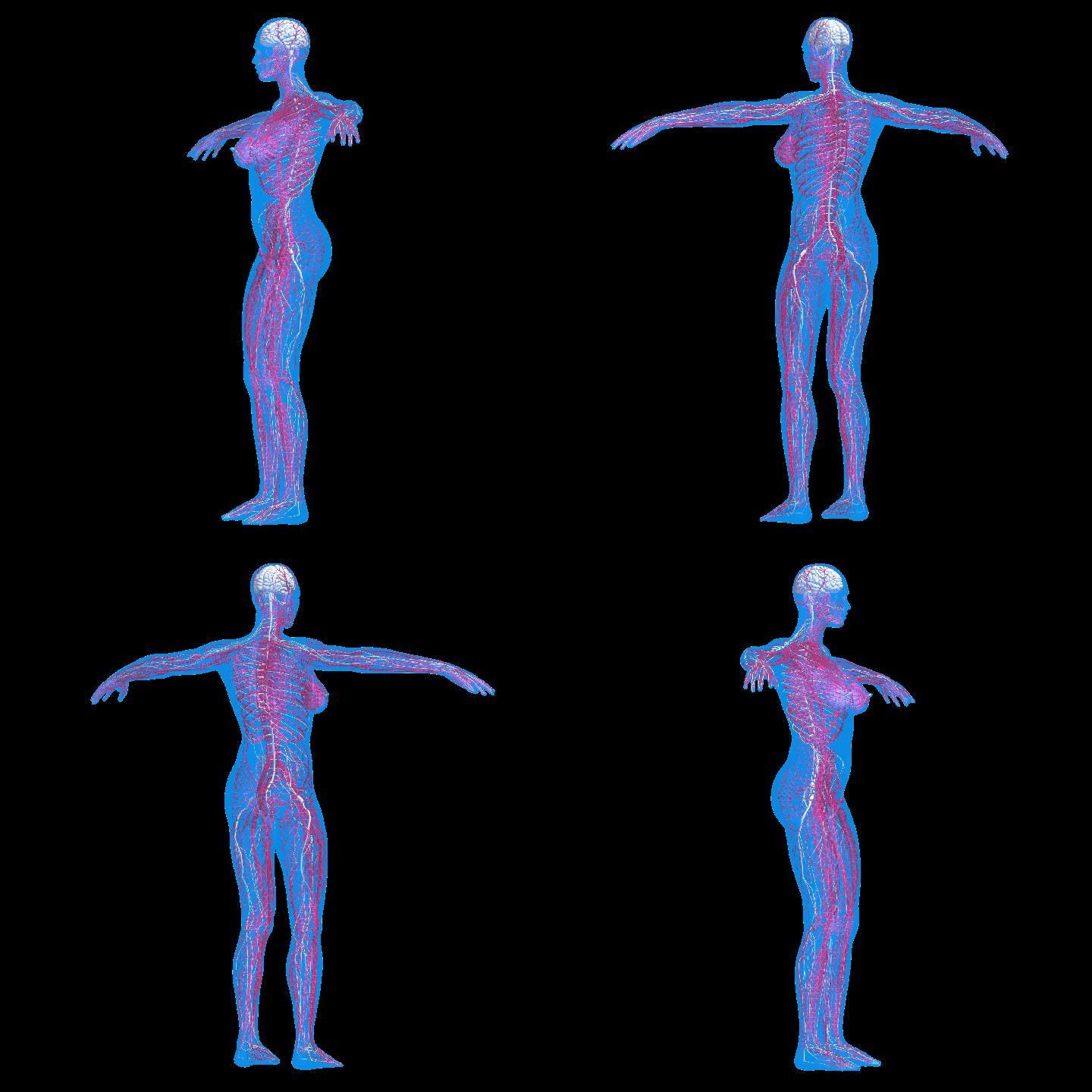 人体 医学 结构 解剖 三维 模型 立体 3d   生物 骨骼 经脉 血管 肌肉