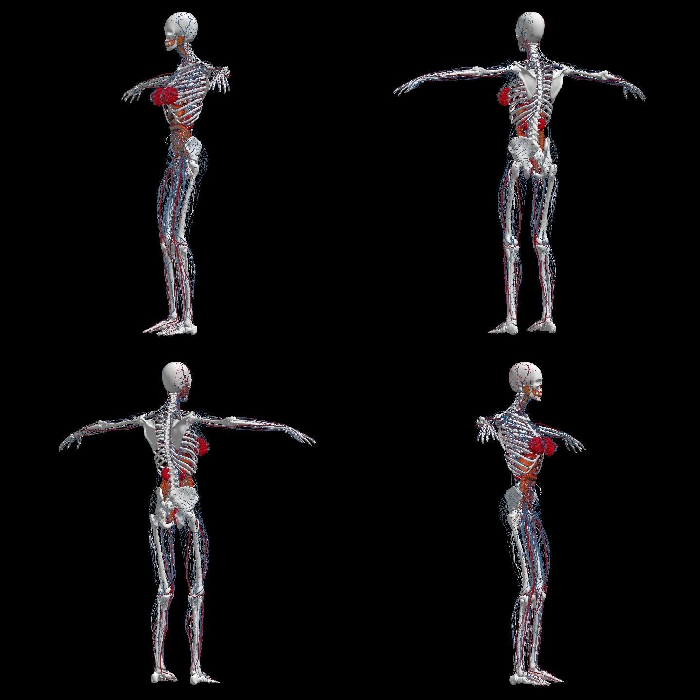 人体 医学 结构 解剖 三维 模型 立体 3d 生物 骨骼 经脉 血管 肌肉