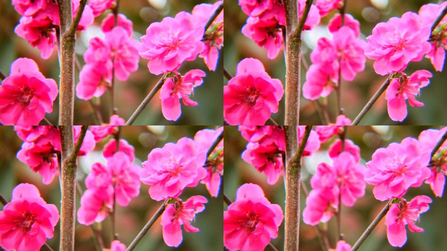 春暖花开鲜花鲜花盛开红花春光明媚春光灿烂春天春景春意盎然自然风光