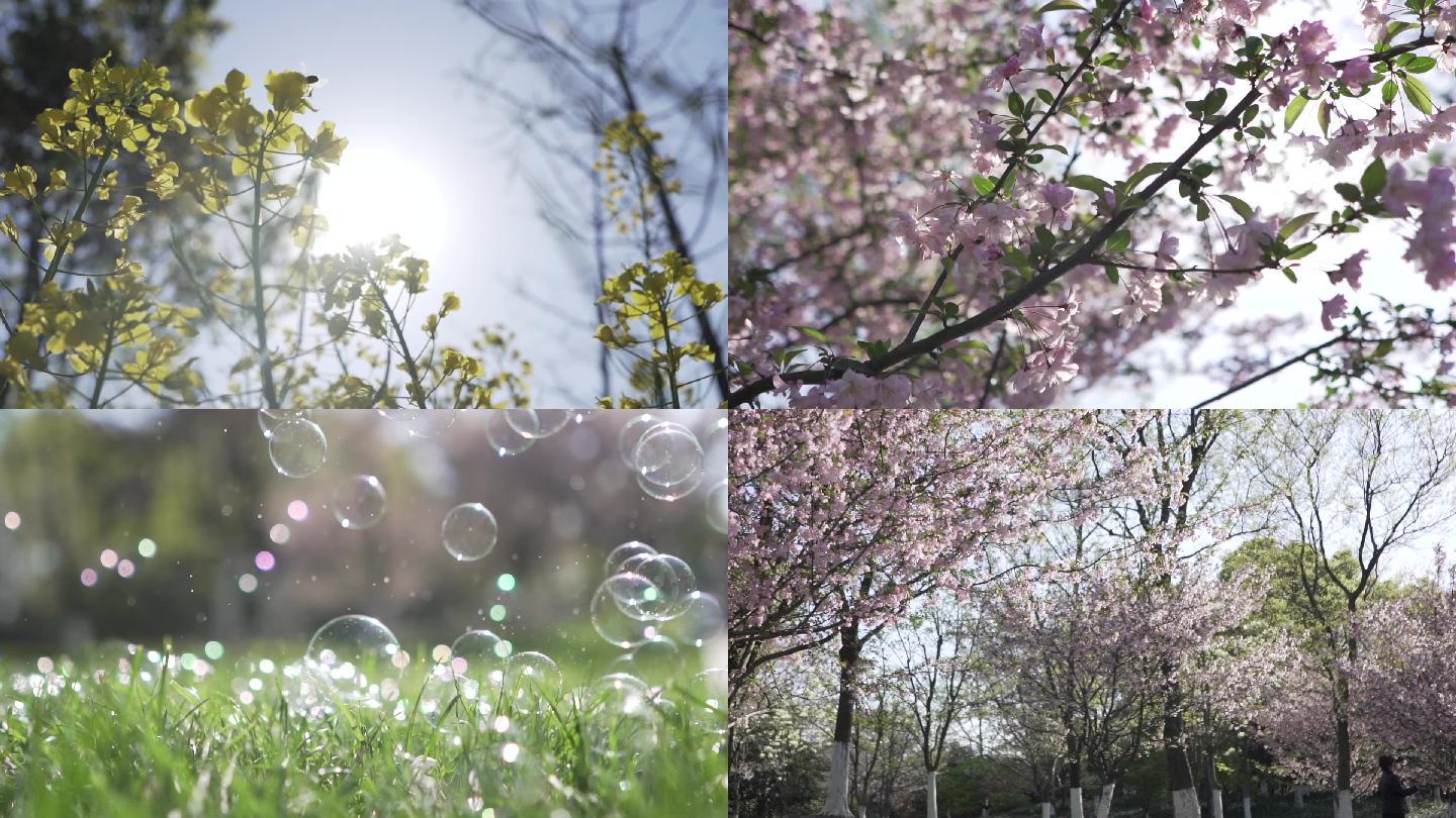 春天油菜花樱花阳光泡泡唯美小