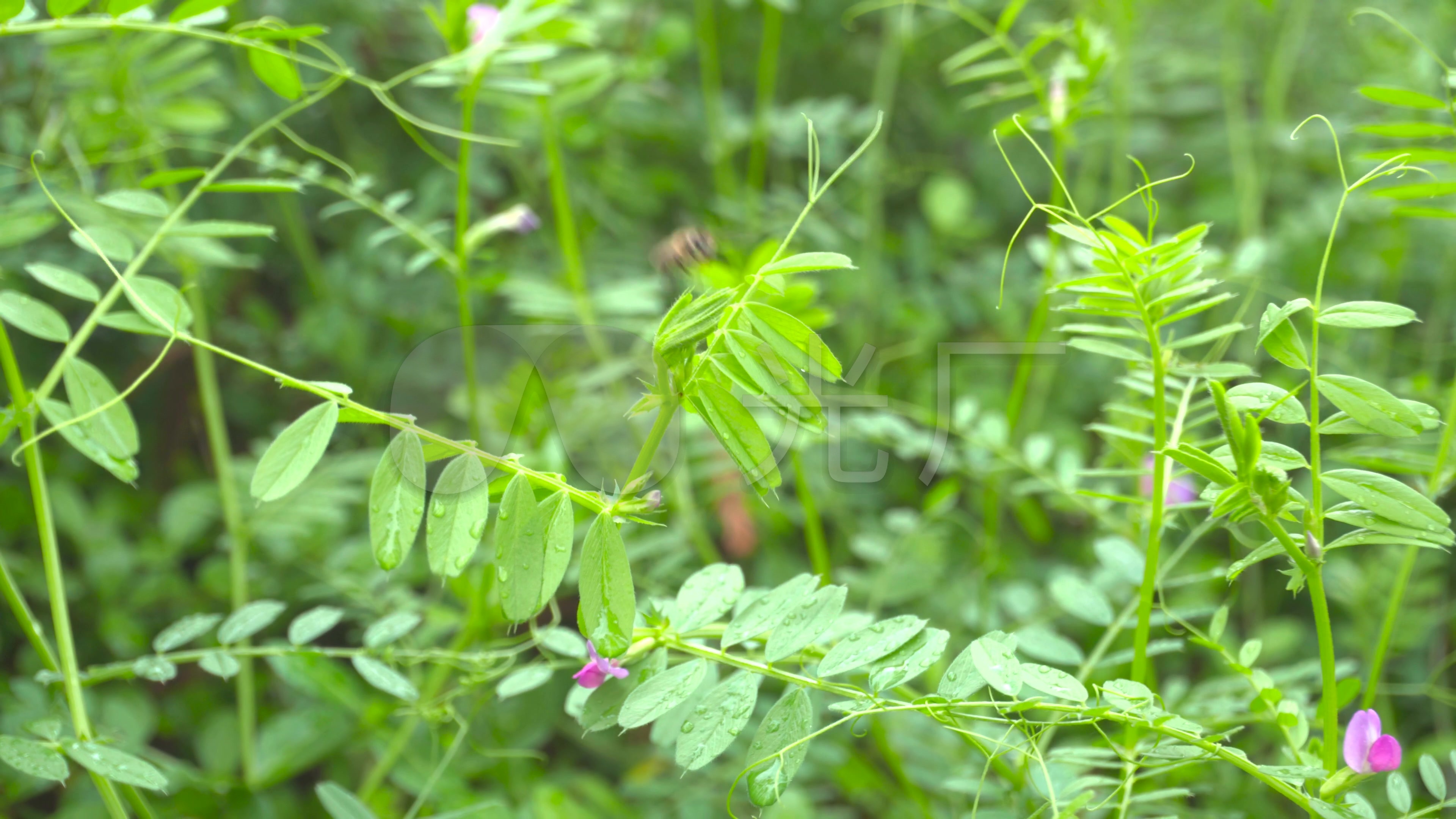 【4k】春雨滋润万物,雨水露珠,雨过天晴