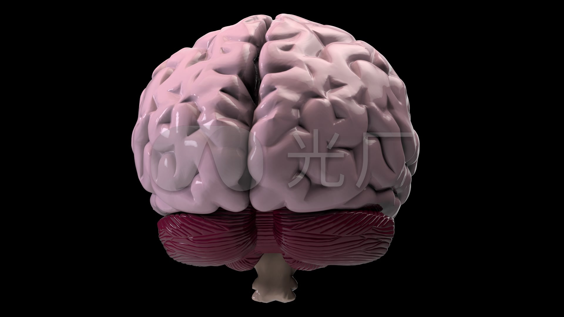 3d大脑