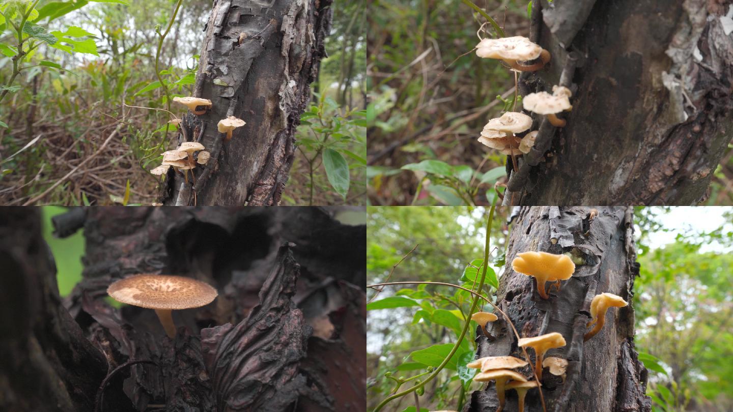 下一页 键盘左右键也可以翻页哟树上蘑菇木生菌树上长蘑菇野蘑菇菌类