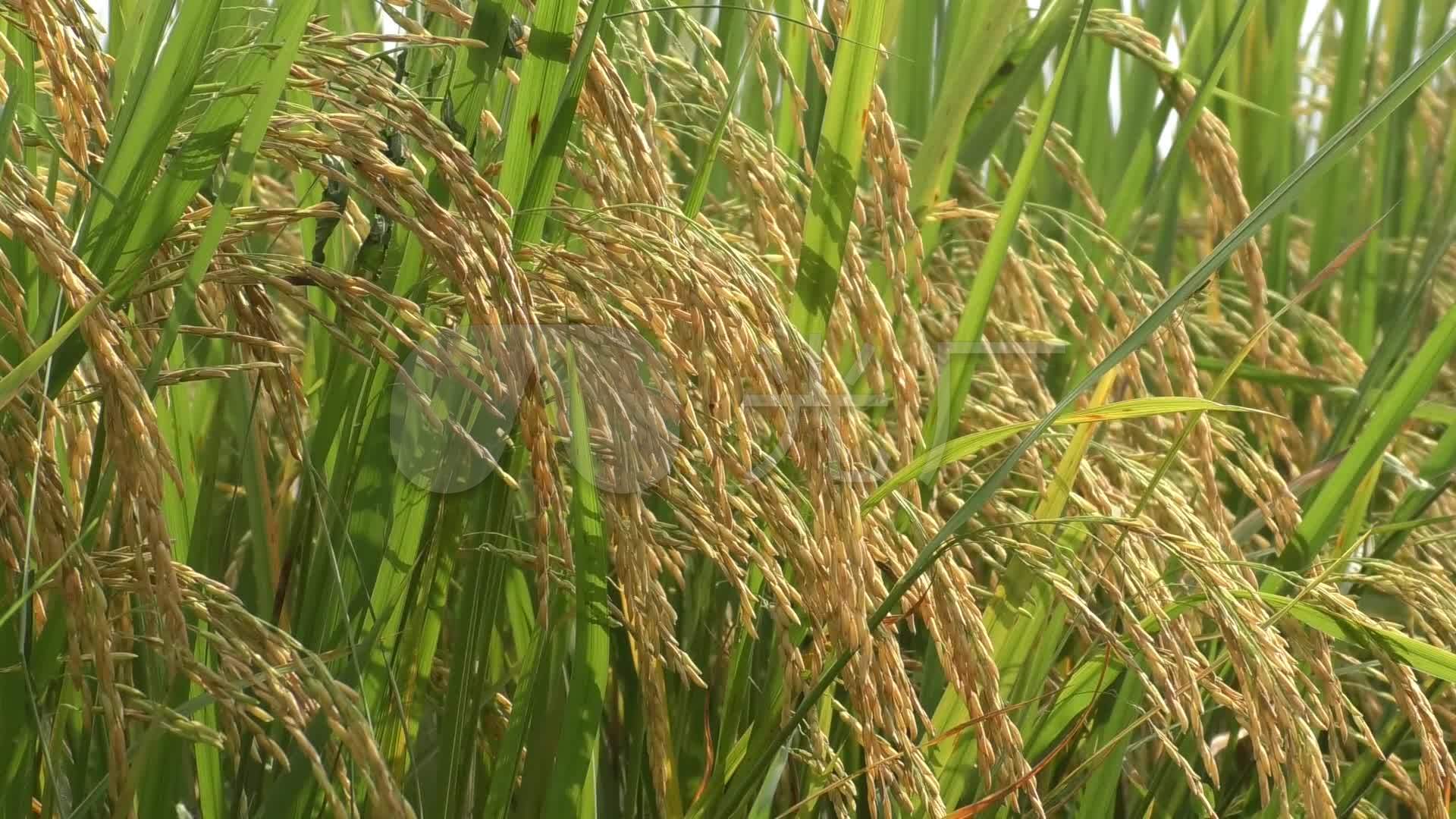 新农村乡村稻田富硒水稻秋天收获