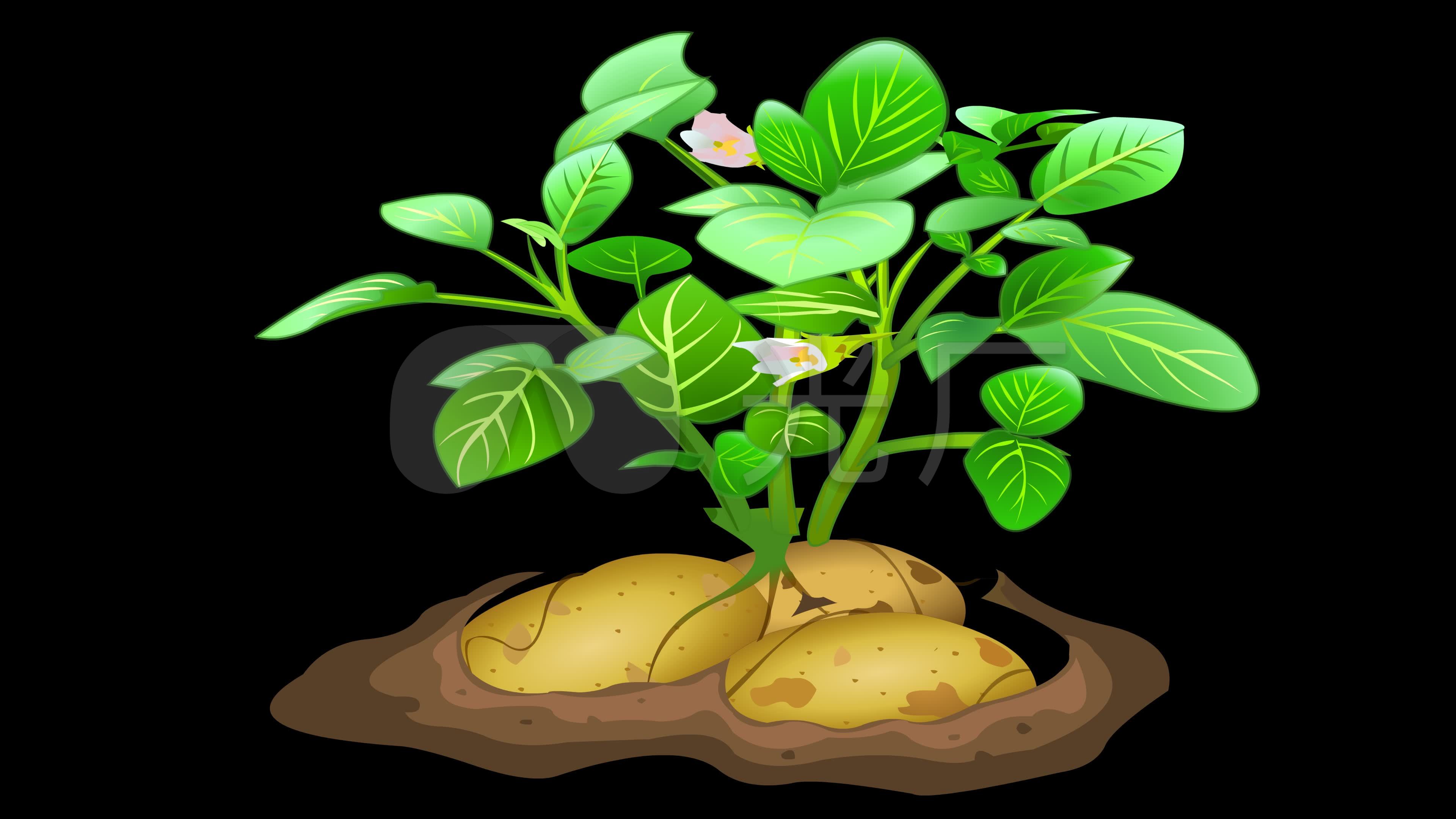 土豆 土豆生长 土豆开花 叶子 植物
