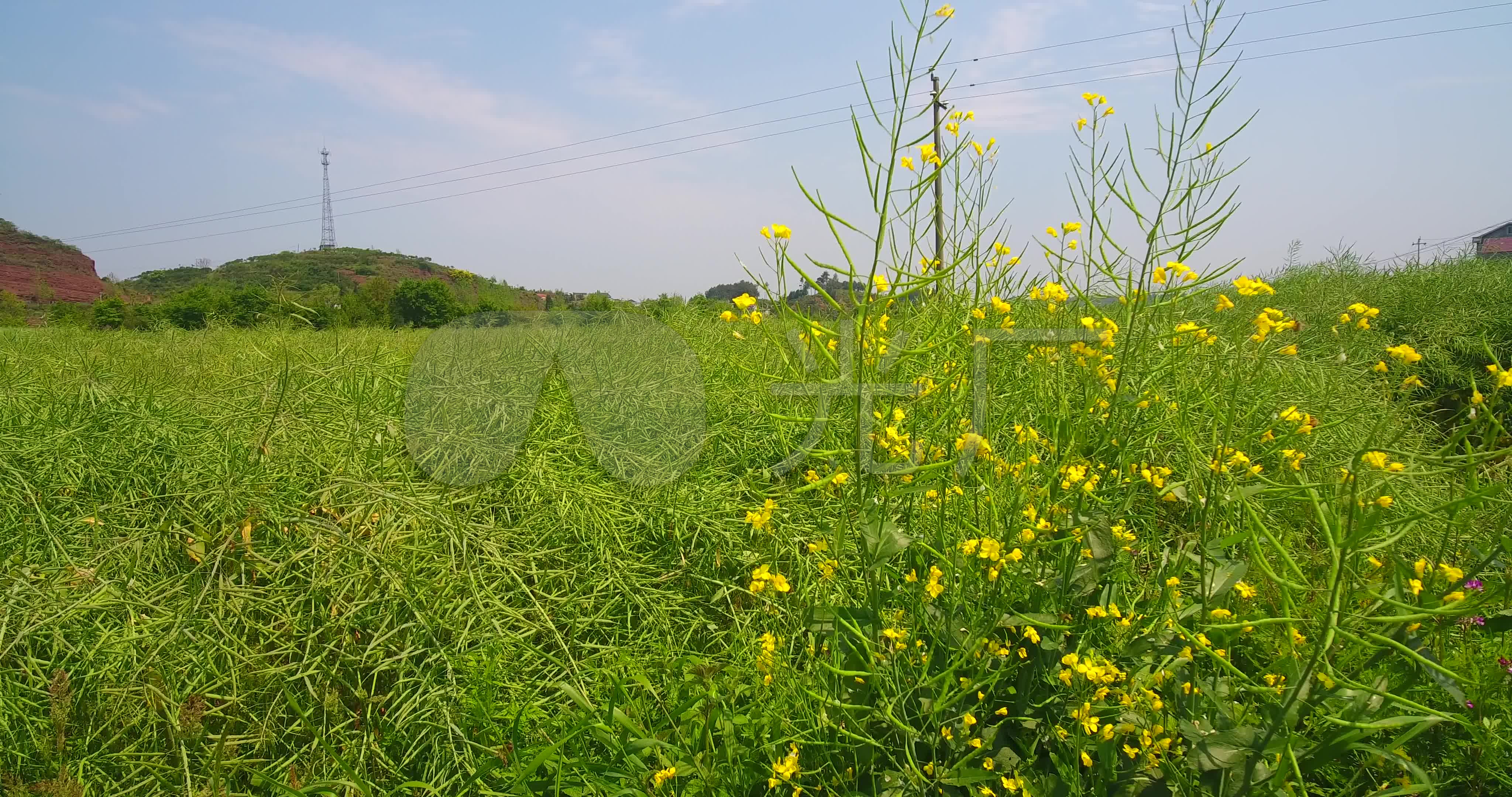 航拍油菜籽成熟