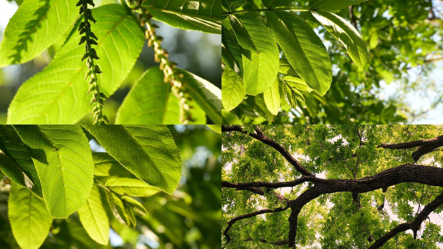 春天树木_阳光树叶_绿树成荫