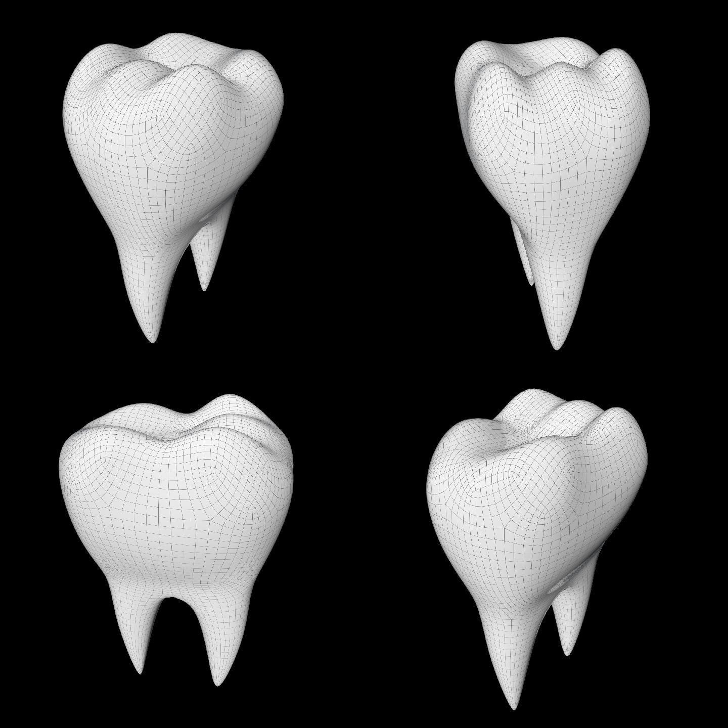 牙齿三维模型