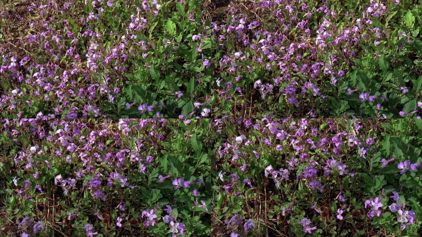 春天植物野地一片野花二月兰诸葛菜野菜药材 vjshi网是素材交易平台