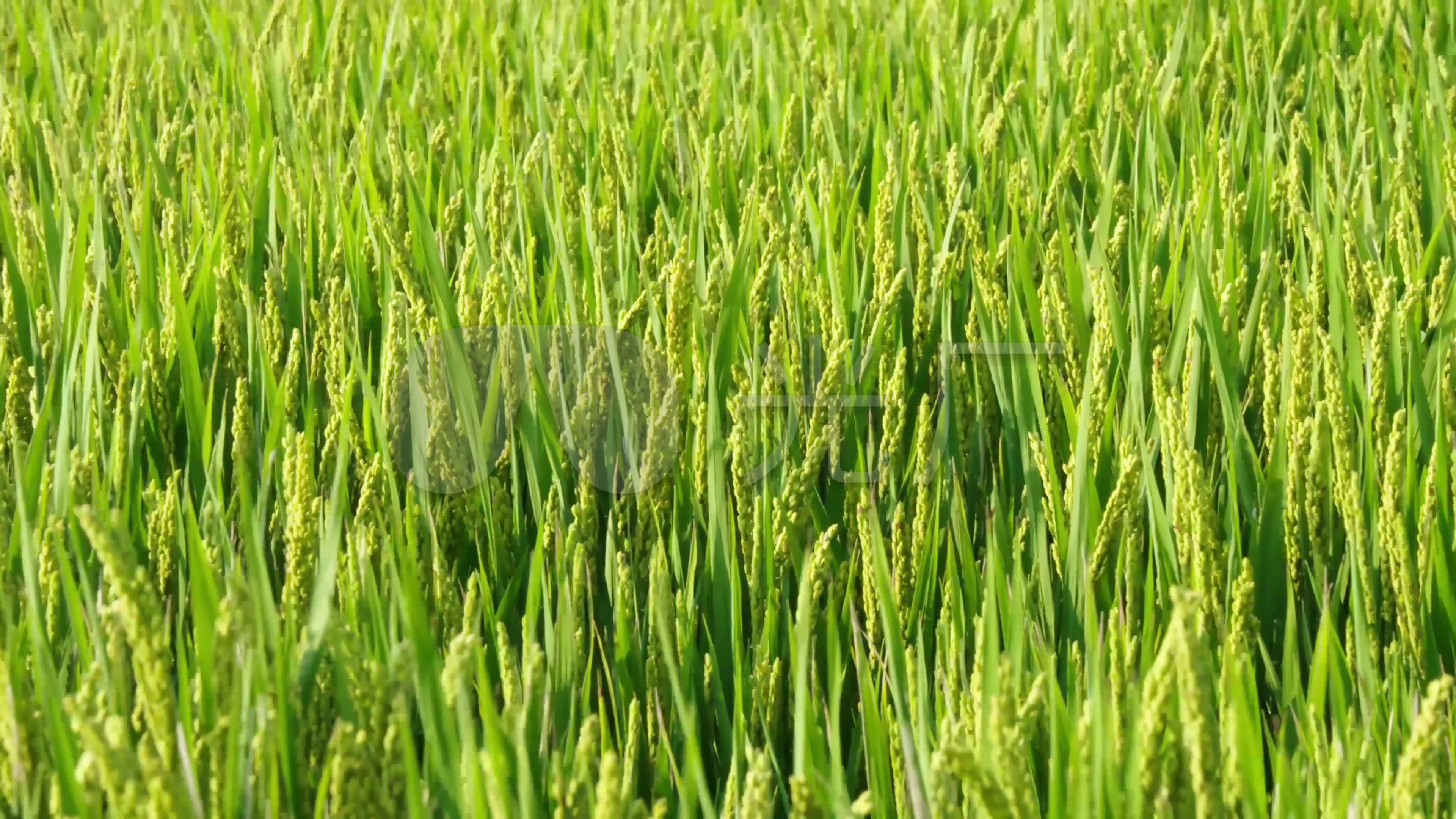 【4k】实拍水稻逆光唯美拍摄_3840x2160_高清视频素材