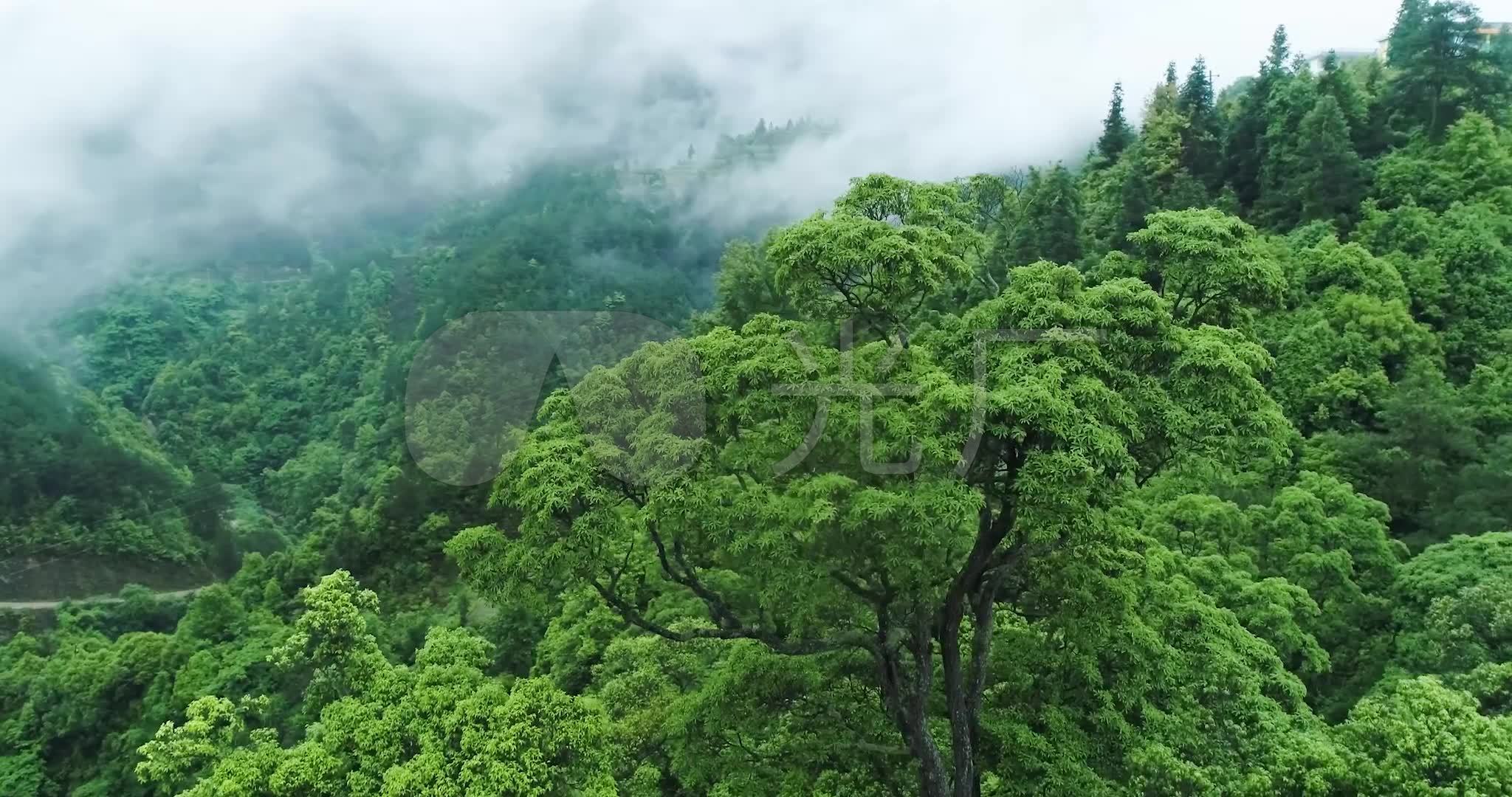 大山深处原始森林自然风光景区_2048x1080_高清视频
