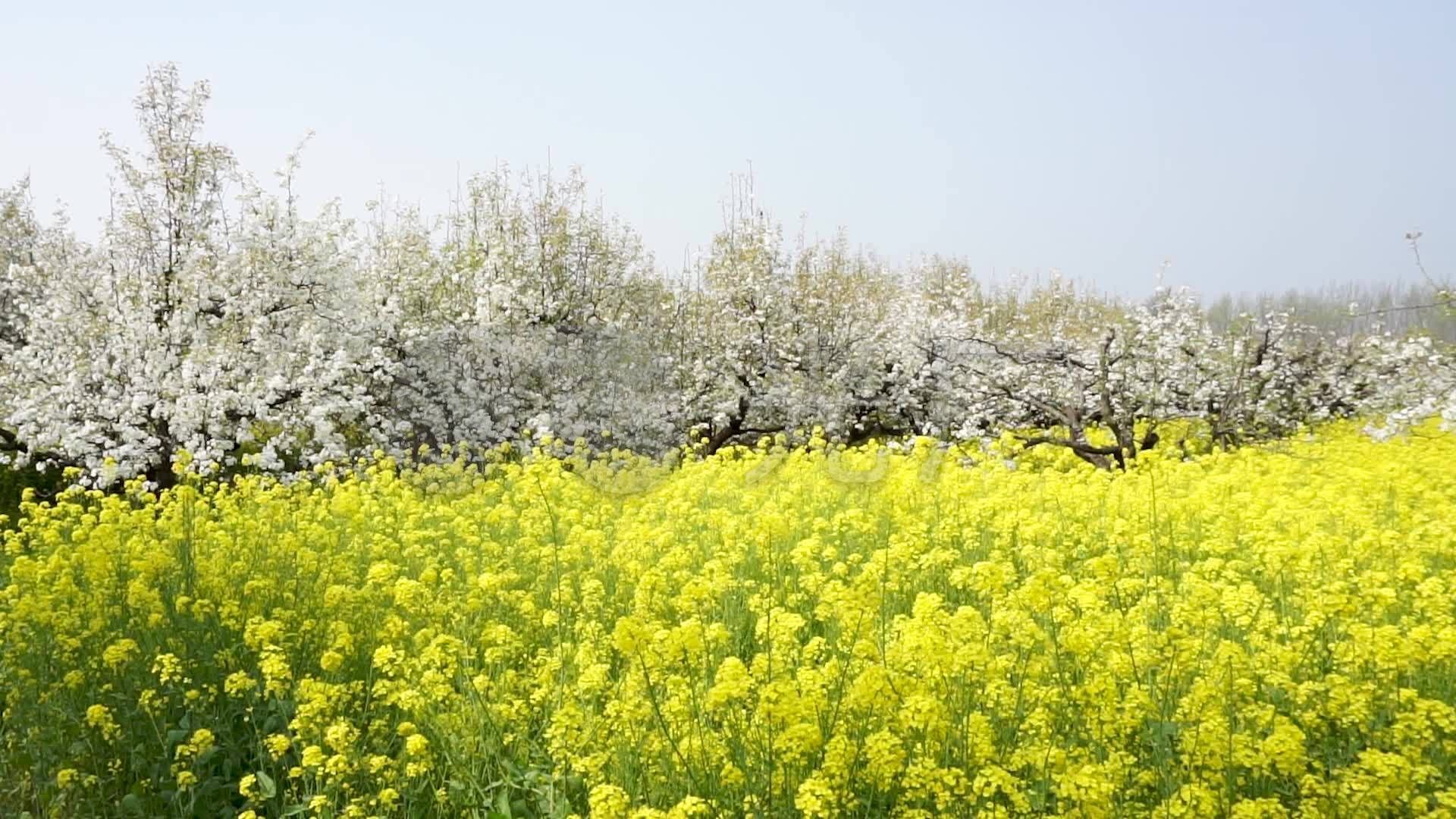 视频素材 实拍视频 工业农业 春天梨花油菜花盛开的田园风景  来自