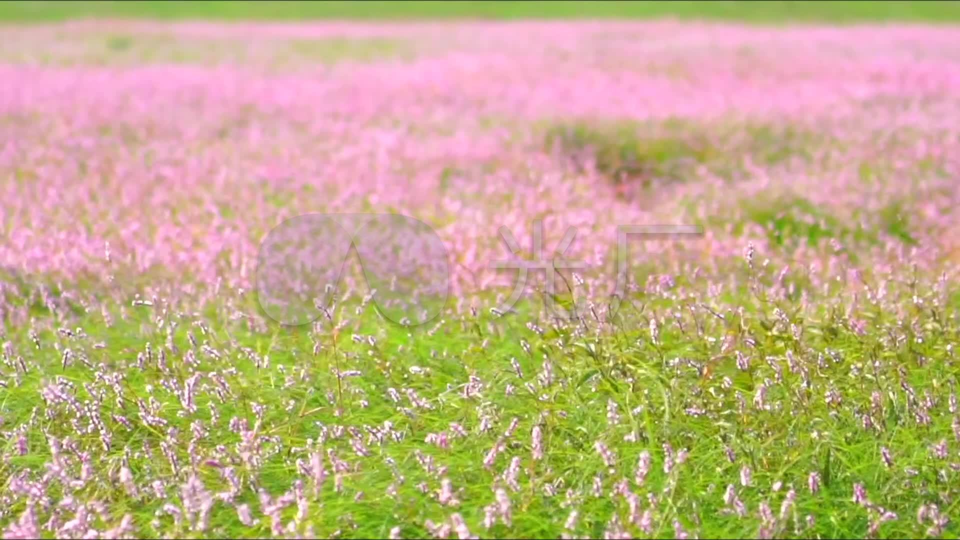 九江鄱阳湖都昌余干康山廖子花花海_01080_高清