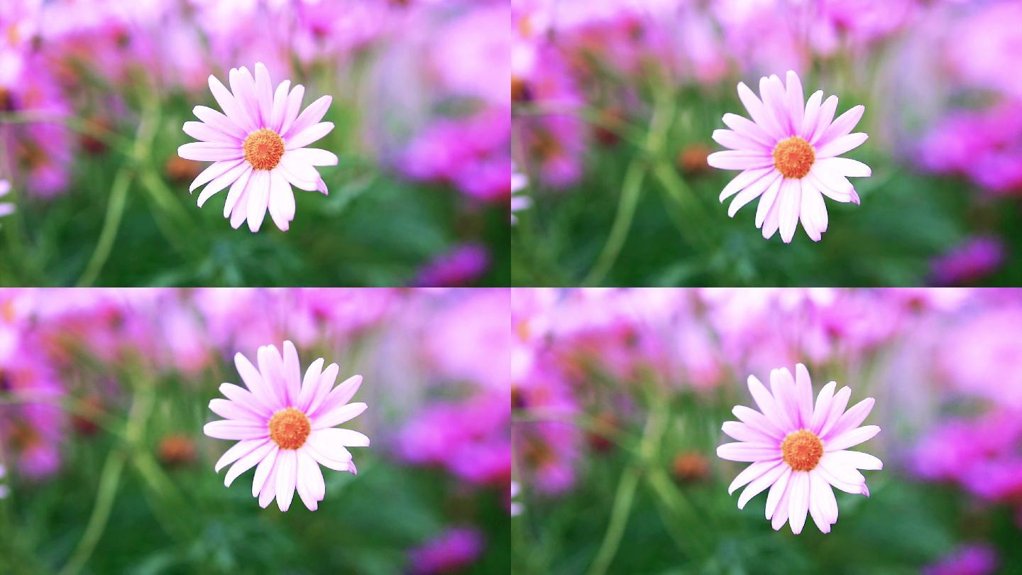 春天百花盛开高清素材