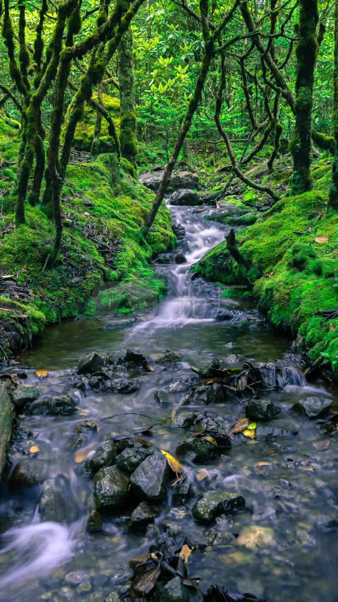 山间溪流竖版高清视频