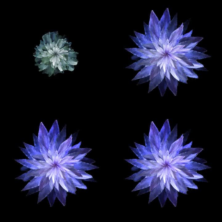 蓝色 鲜花 开放 特效 带透明 通道 视频 素材 前景 遮罩 花瓣 花儿