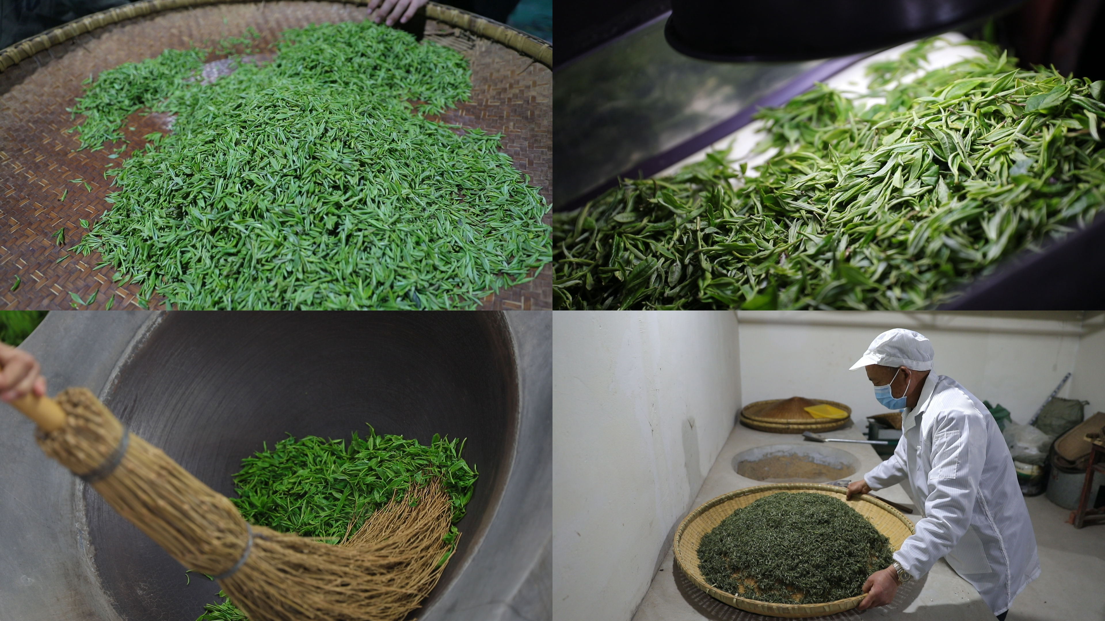 信阳毛尖全手工炒茶制茶过程