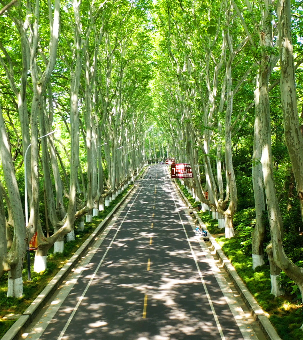 梧桐树南京宣传片南京钟山风景区春天南京秋天南京南京航拍南京中山