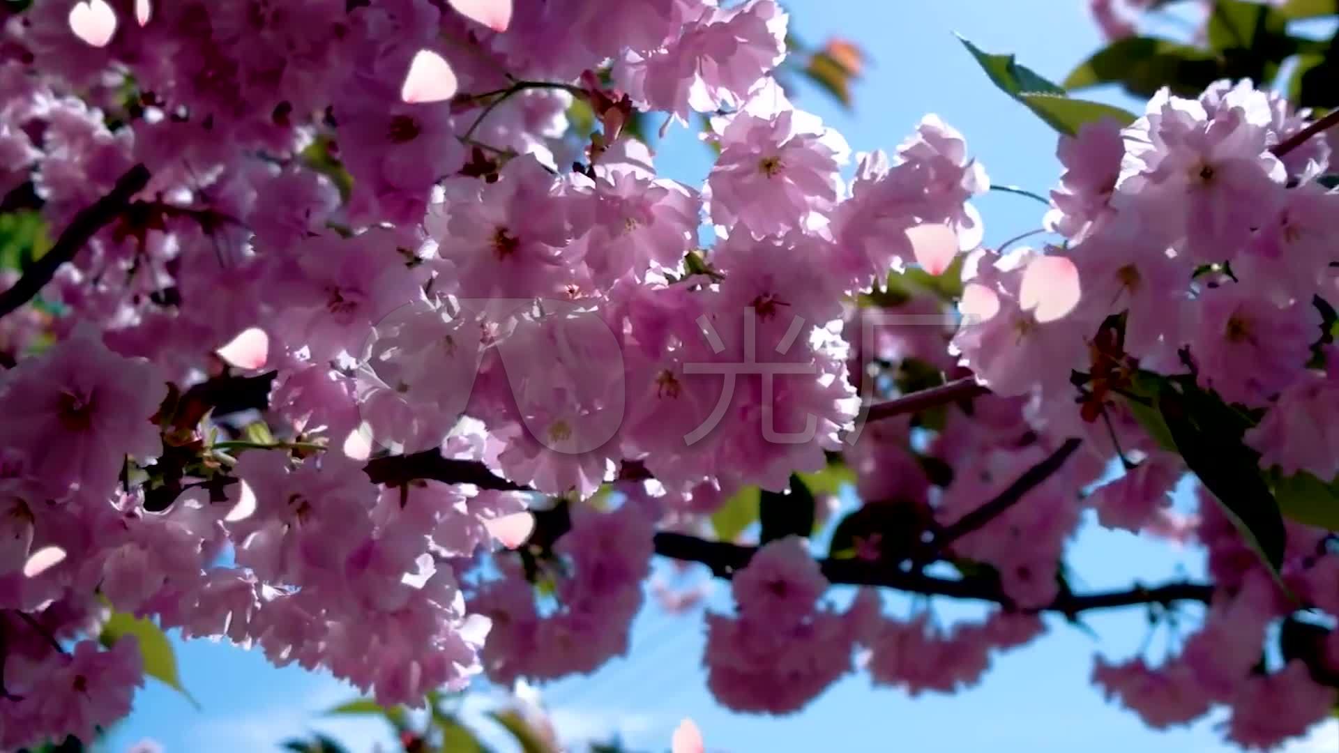 春天花开美景桃花樱花梨花百花绽放(二)