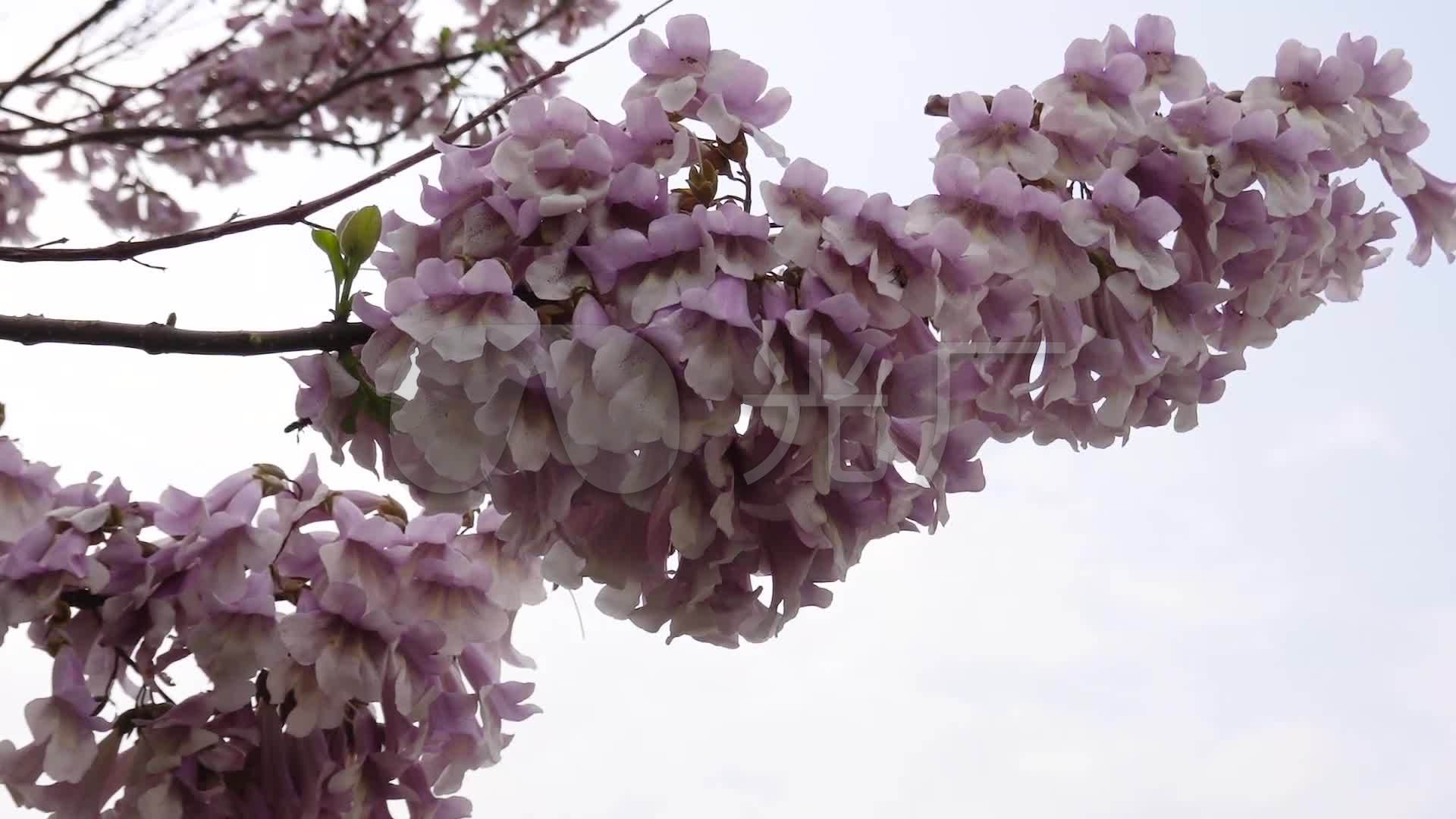 梧桐树,梧桐花,梧桐花盛开_1920x1080_高清视频素材下载(编号:4569322