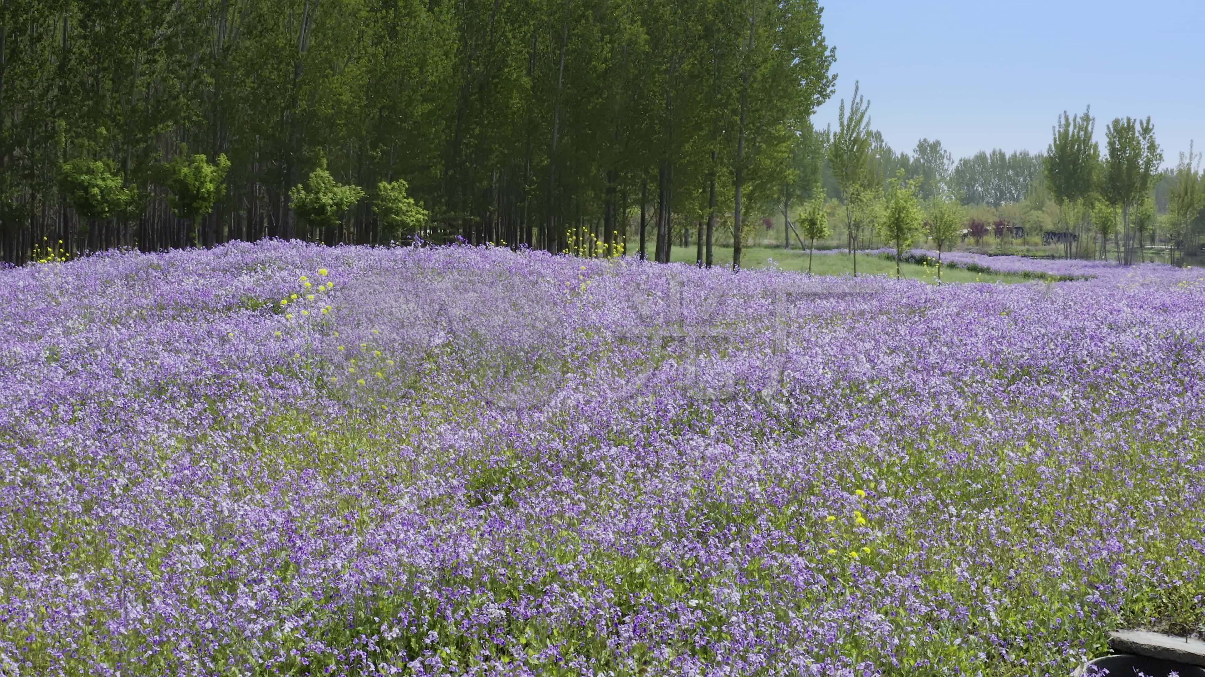 【原创】二月兰花海_3840x2160_高清视频素材下载(编号:4569448)_实拍