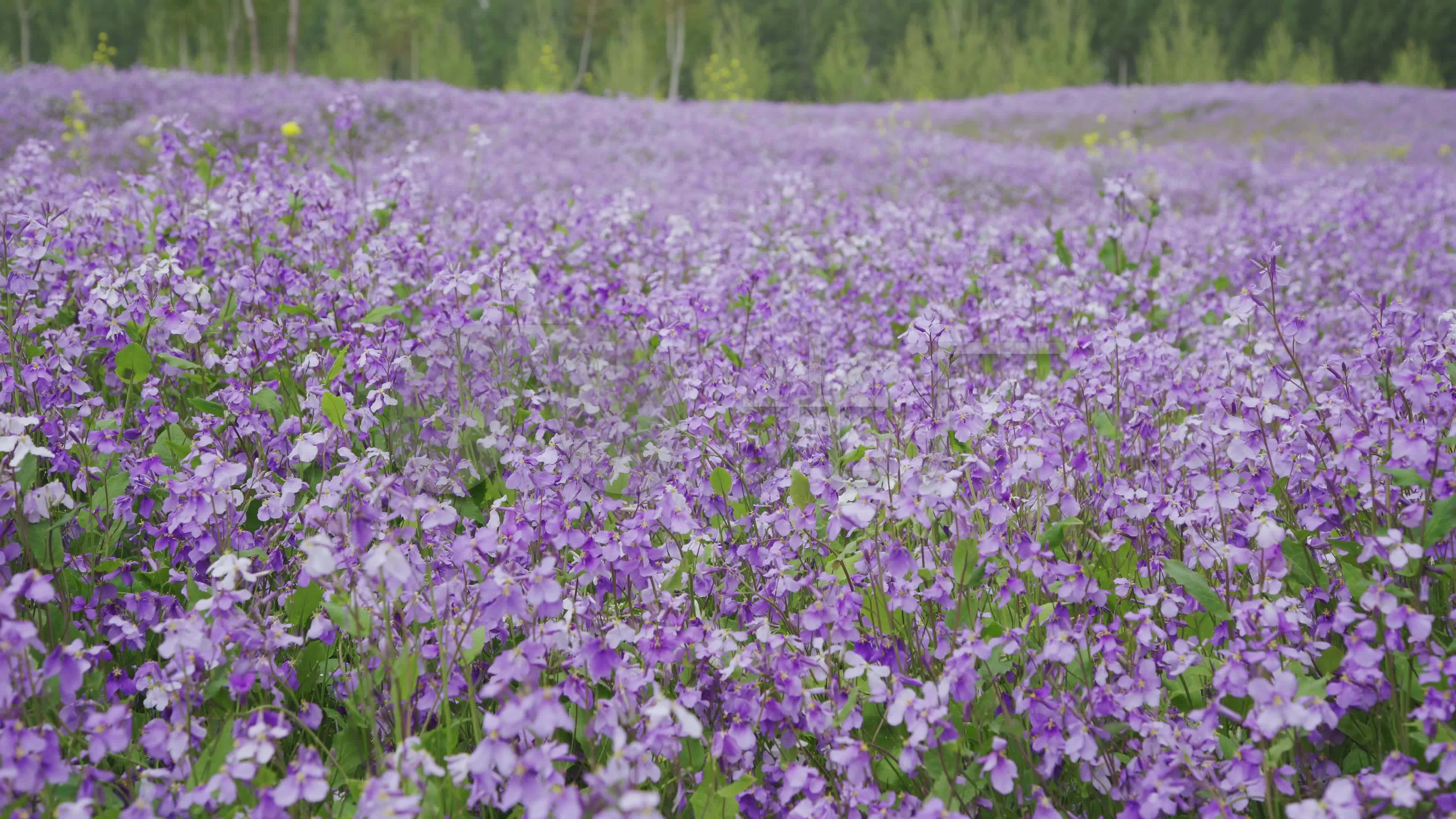 【原创】美丽的诸葛菜花海_3840x2160_高清视频素材下载(编号:4570685