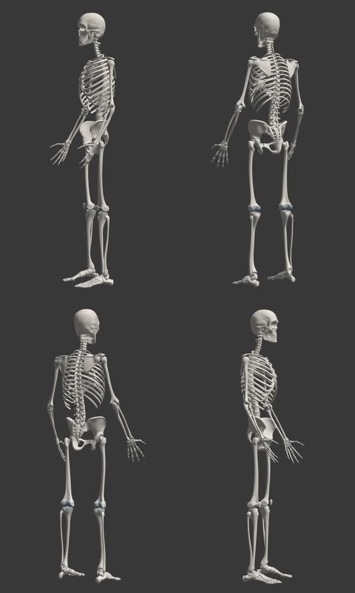 人体骨骼