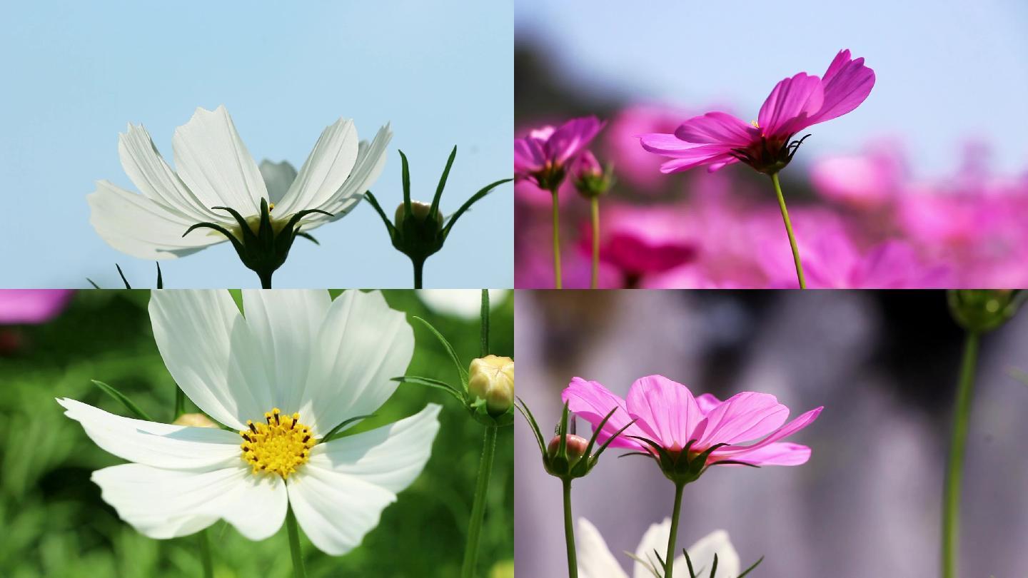 花开花瓣花海鲜花红色白色紫色阳光公园视频素材片头浪漫唯美植物花园