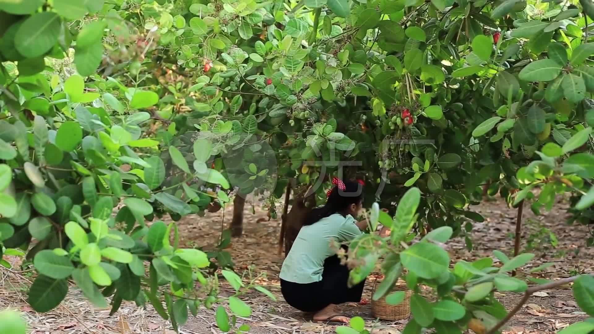 果园腰果种植采摘_1920x1080_高清视频素材下载(编号:4597442)_实拍