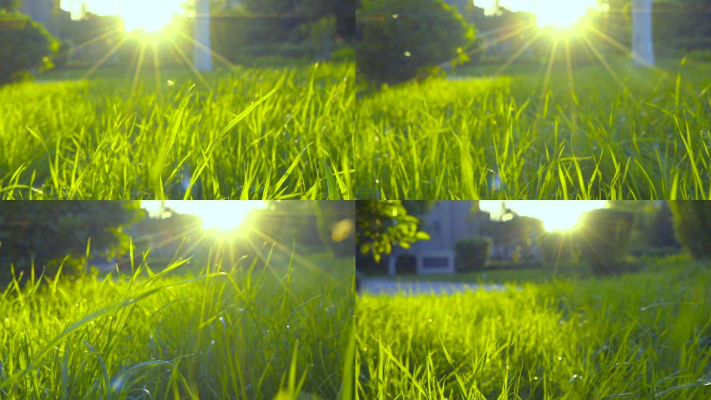 阳光小草-早晨-清晨阳光