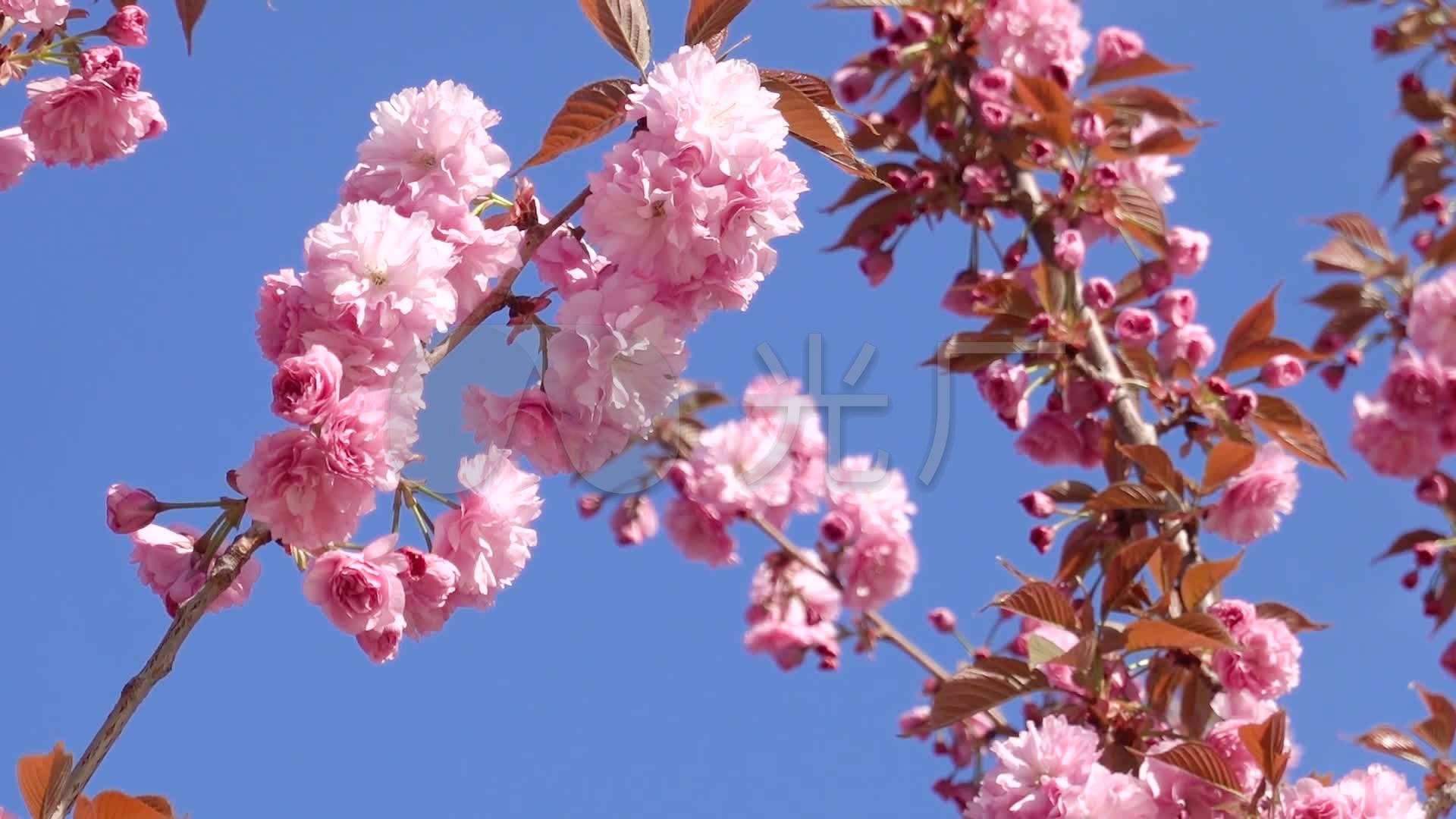 樱花,鲜花盛开,花朵特写镜头03_1920x1080_高清视频素材下载(编号