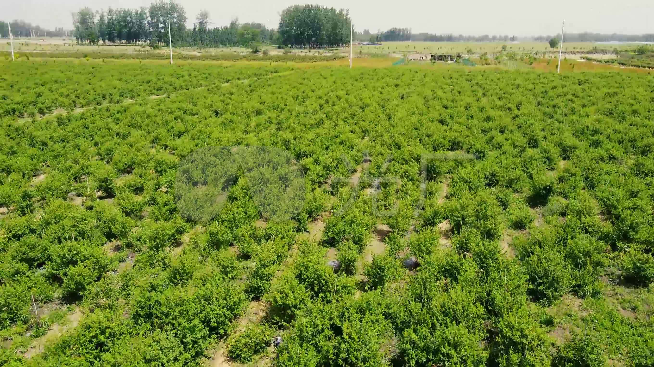 航拍农业田间生产金银花基地
