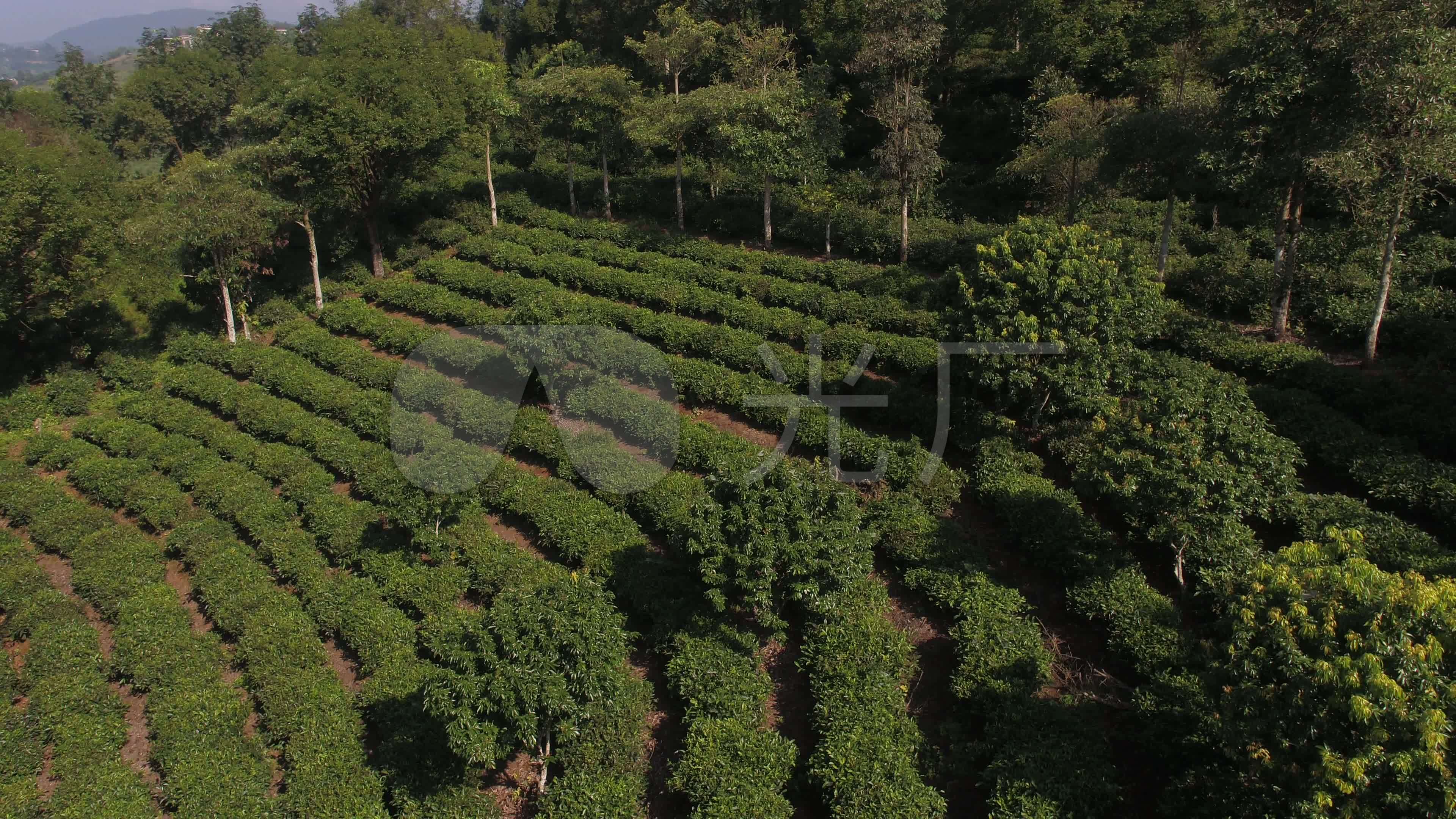 茶园云南普洱茶园景迈山茶园航拍_3840x2160_高清视频